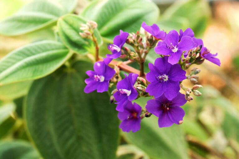 How to Grow Tibouchina – Glory Bush