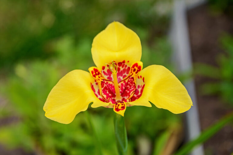 How to Grow Tiger Flower — Tigridia