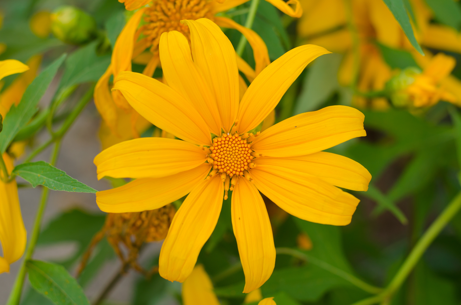 Mexican sunflower 