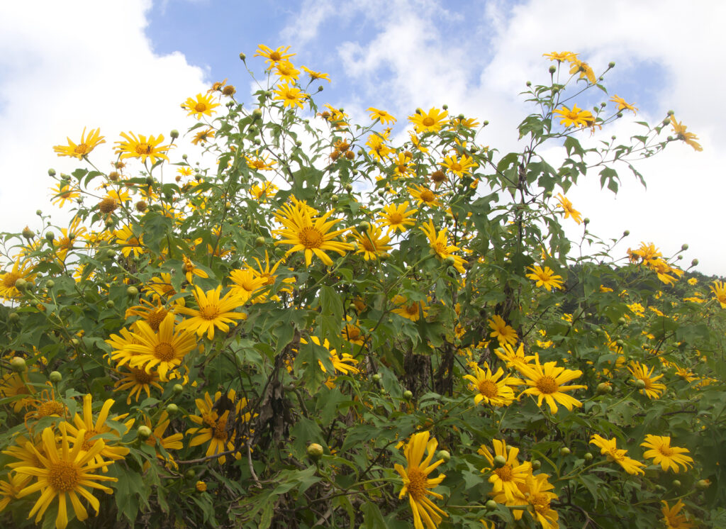 Mexican sunflower, Tithonia diversifolia 