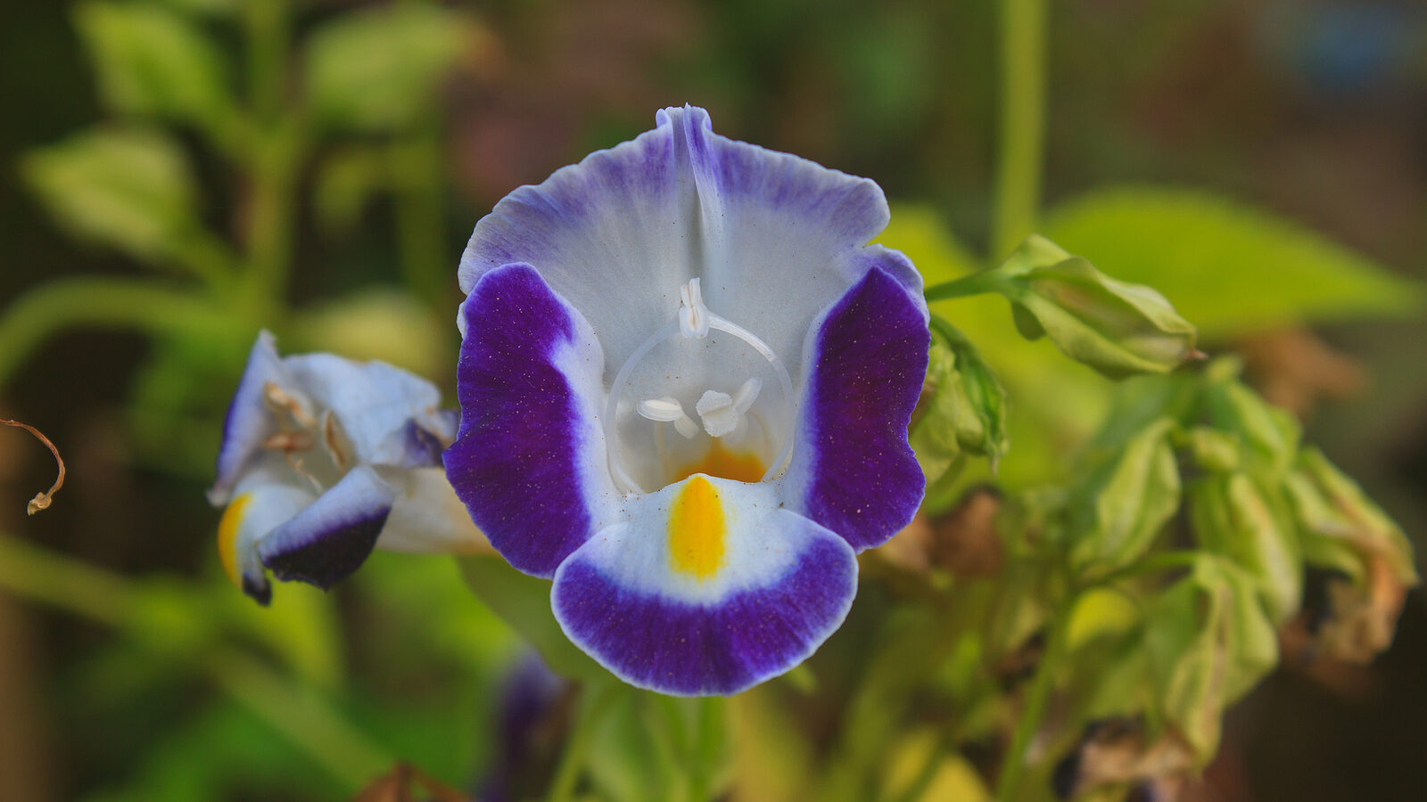How to Grow and Care for Mimulus - Garden Chronicle