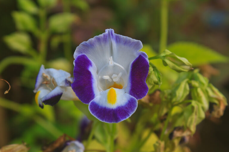 Torenia: Wishbone Flower Care and Cultivation Tips