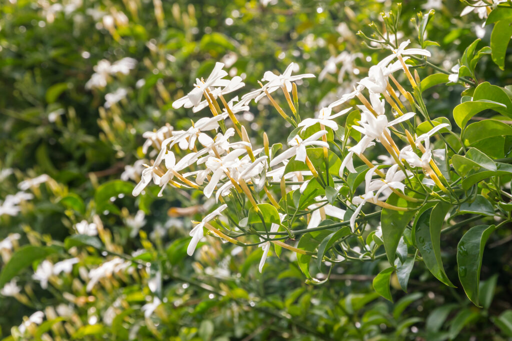 Star jasmine, Trachelospermum