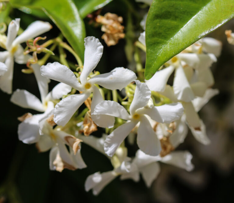 How to Grow Trachelospermum – Star Jasmine