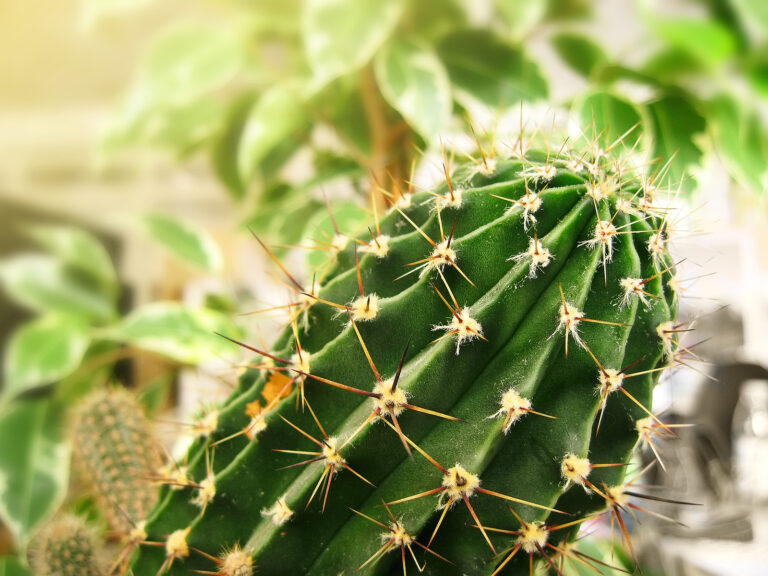 How to Grow Trichocereus – Torch Cactus