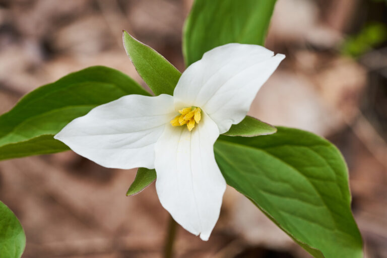How to Grow Trillium — Wake Robin