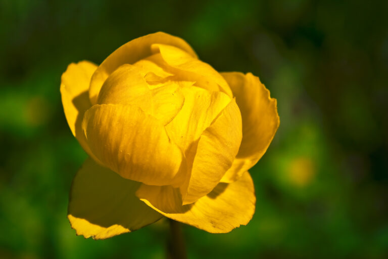How to Grow Globeflower — Trollius