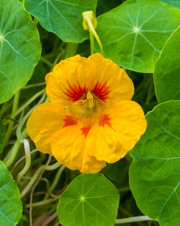 How to Care for Nasturtium — Tropaeolum