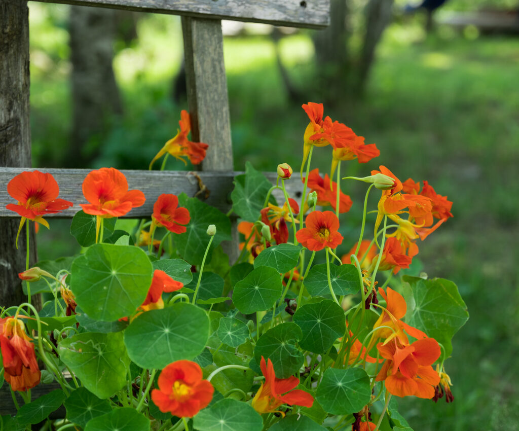  Nasturtiums, Tropaeolum majus