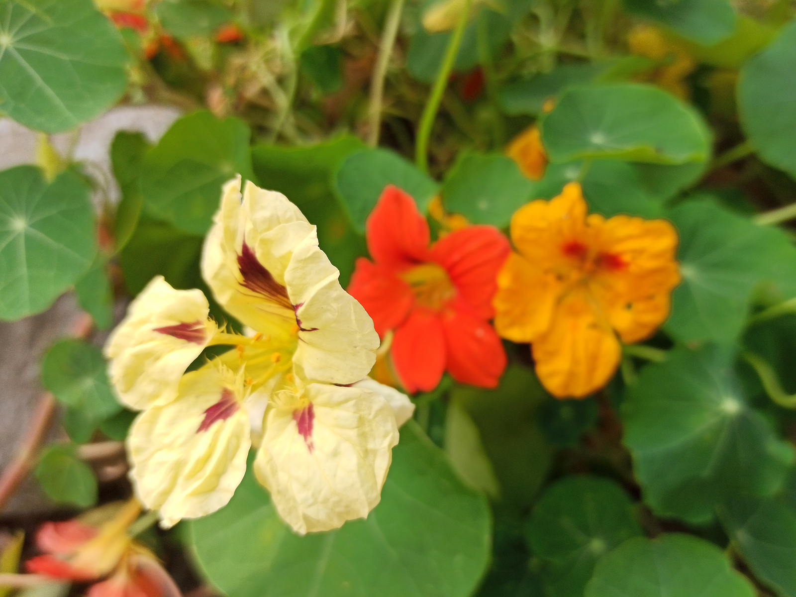 Nasturtium