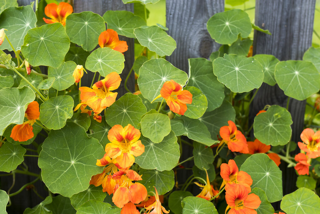 Nasturtium growing against cedar fence