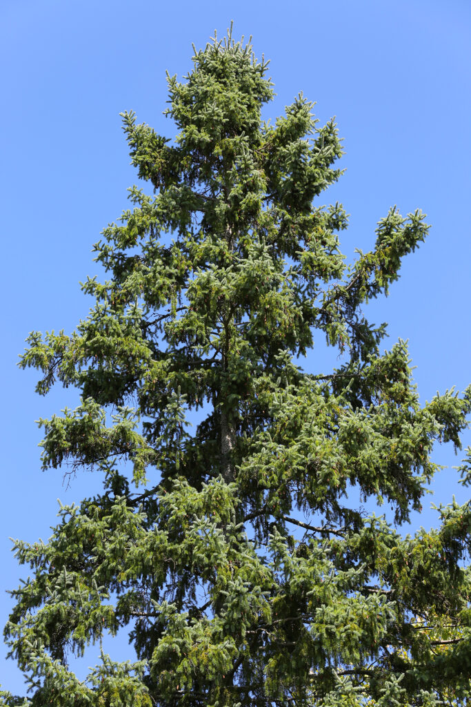 How to Grow Tsuga - Hemlock