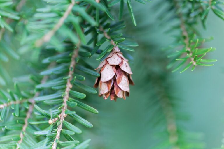 How to Grow Hemlock — Tsuga 