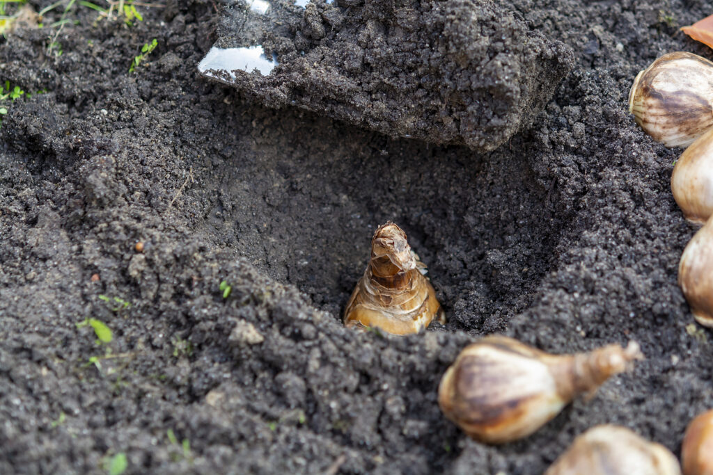 Planting tulip bulbs in autumn