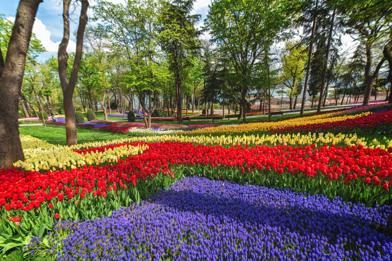 15 Flowering Bulbs for Spring, Summer, and Autumn