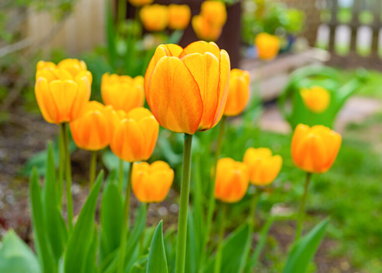 How to Grow Tulip — Tulipa