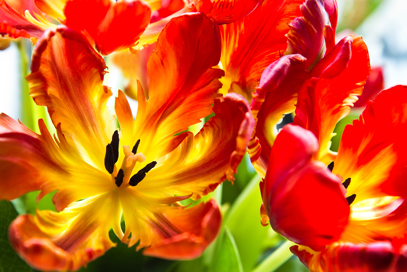 Parrot tulips