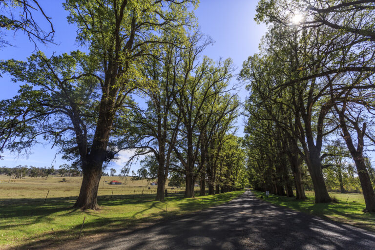 How to Grow Elm — Ulmus