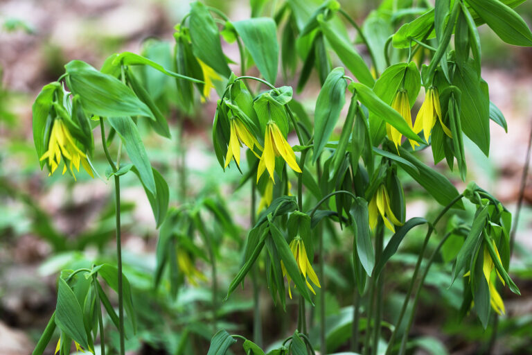 How to Grow Merrybells — Uvularia