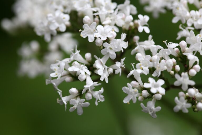 How to Grow Garden Heliotrope — Valeriana