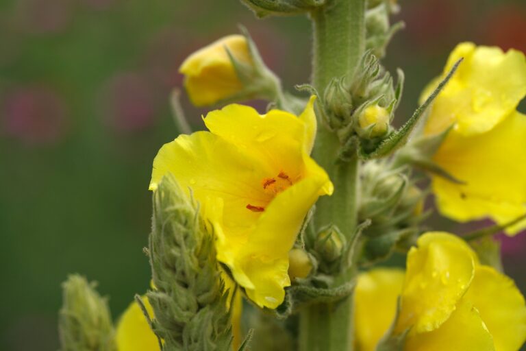How to Grow Mullein — Verbascum