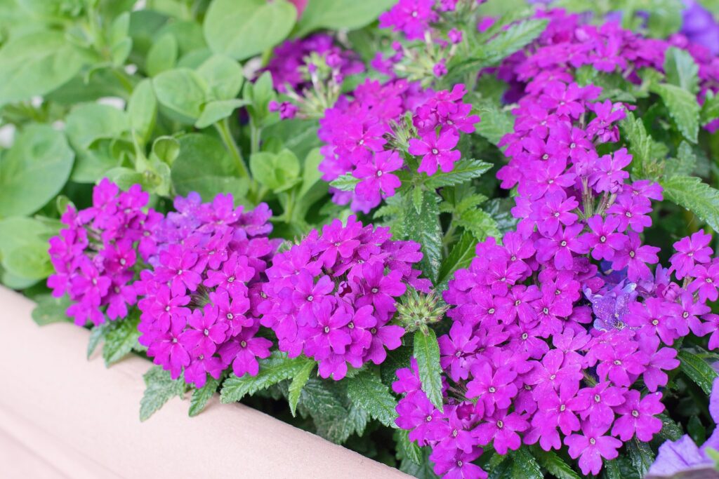 Verbena in a container