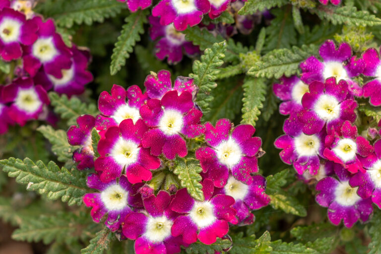 How to Grow and Care for Verbena