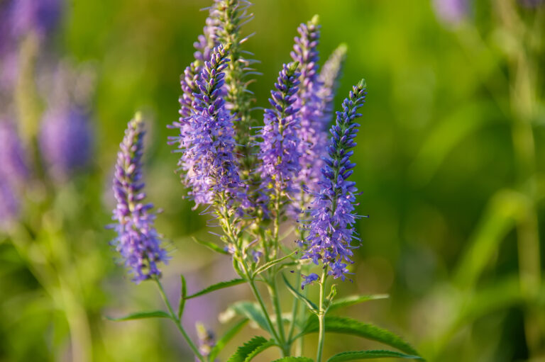 How to Grow Speedwell — Veronica
