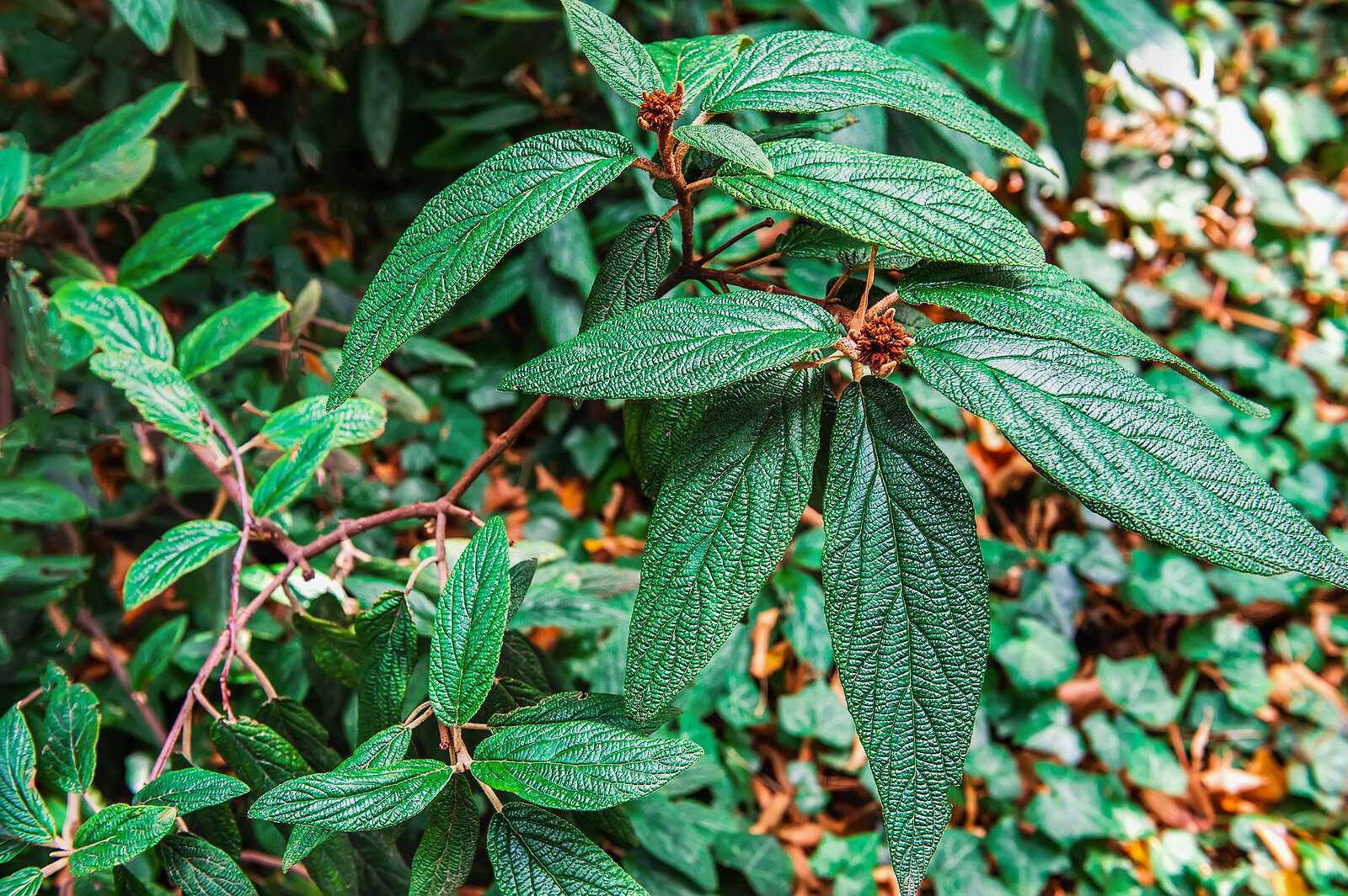 Viburnum rhytidophyllum