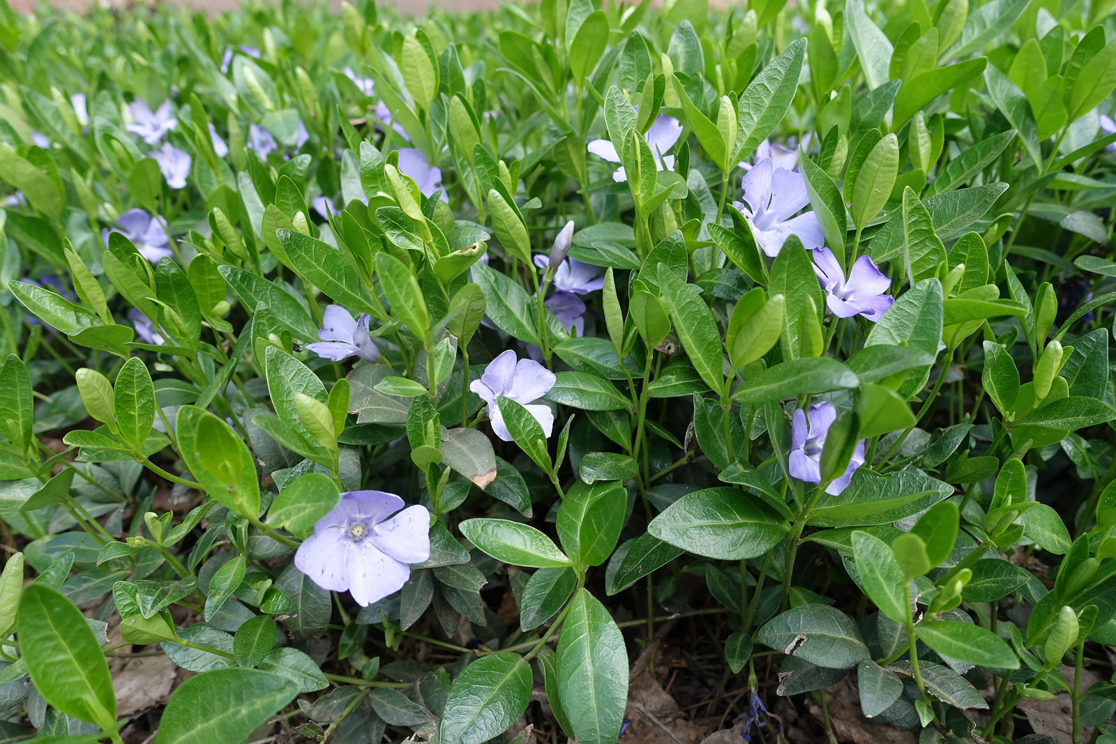 Vinca minor in April