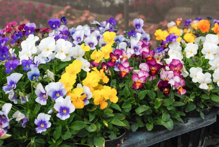 February Flower Garden Tips Zone-by-Zone