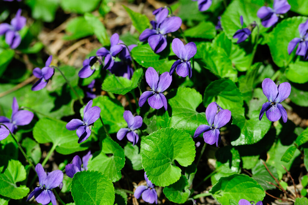 English violet, Viola odorata
