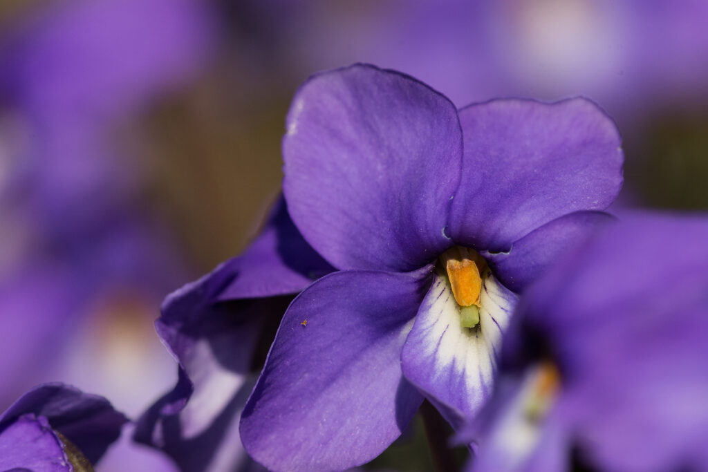 Bird's foot violet, Viola pedata 