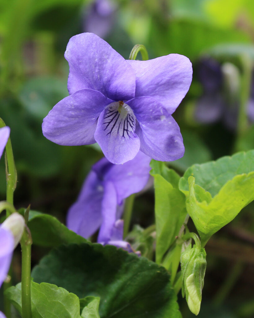Wood violet, Viola sororia