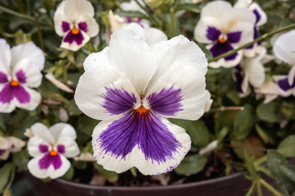  Viola tricolor, Viola cornuta 
