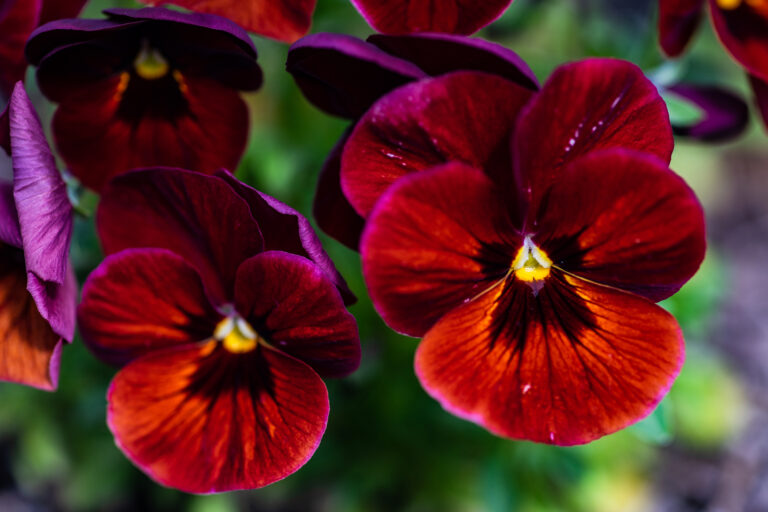 How to Grow Pansy and Viola