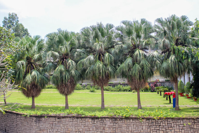 How to Grow Fan Palm — Washingtonia