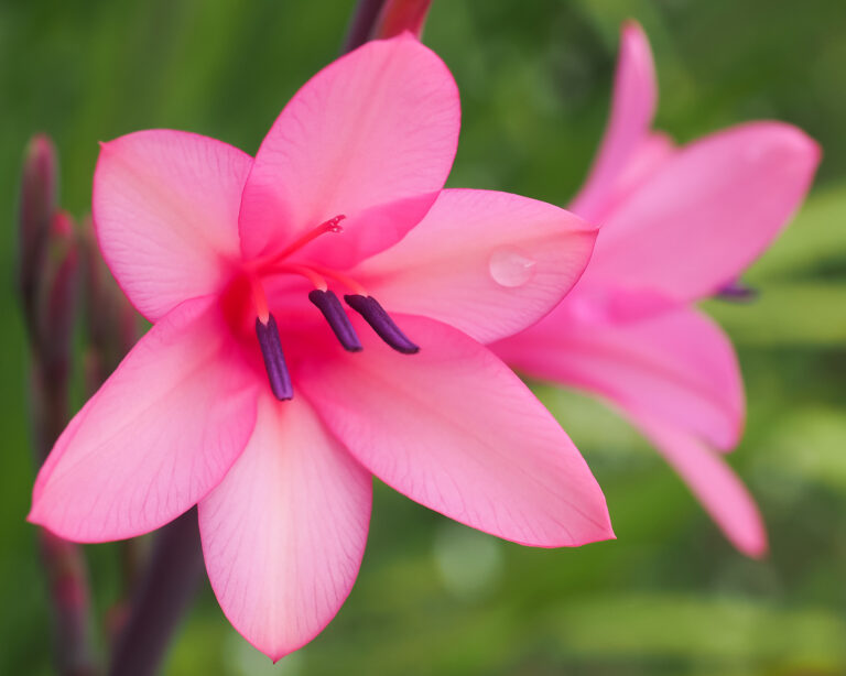 How to Grow Watsonia — Cape Bugle Lily