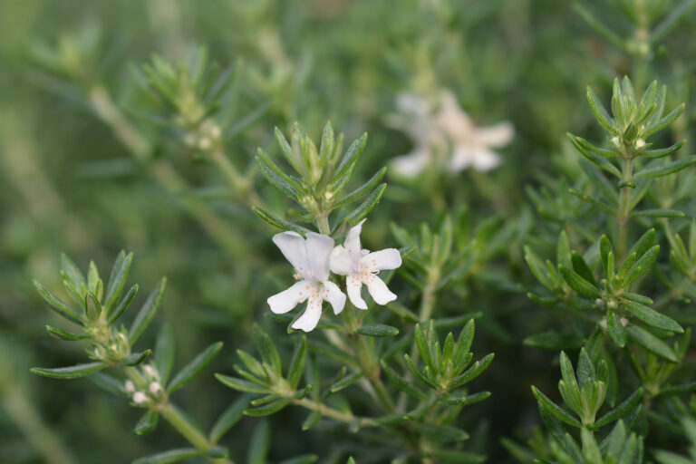 How to Grow Westringia – Coast Rosemary