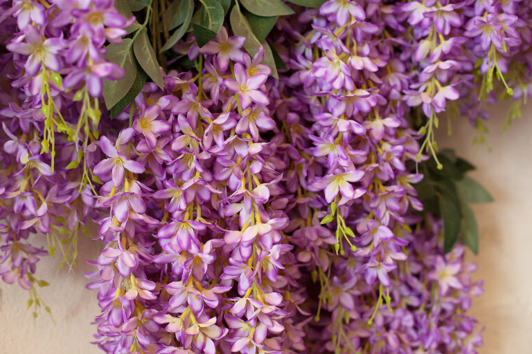How to Grow Wisteria