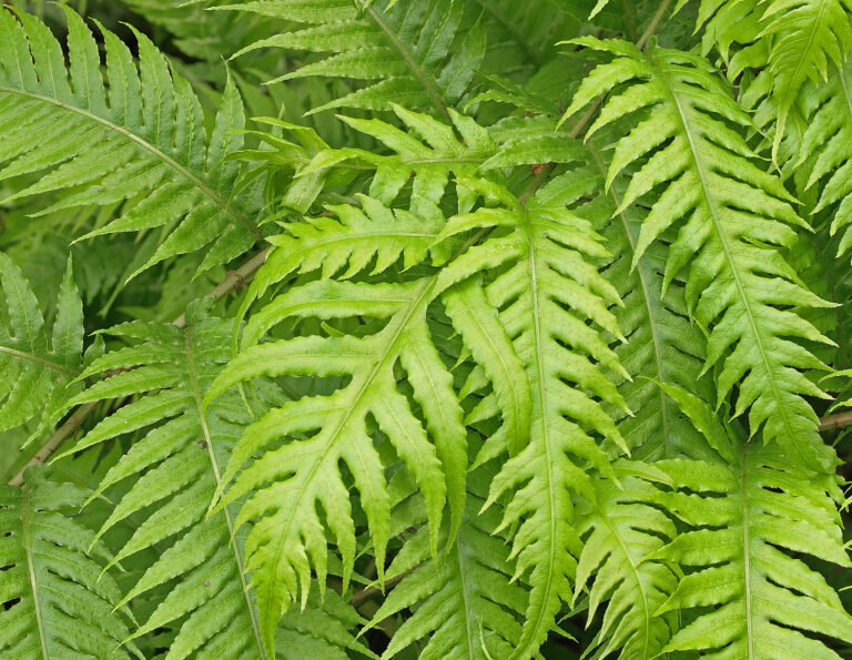 How to Grow Woodwardia – Chain Fern
