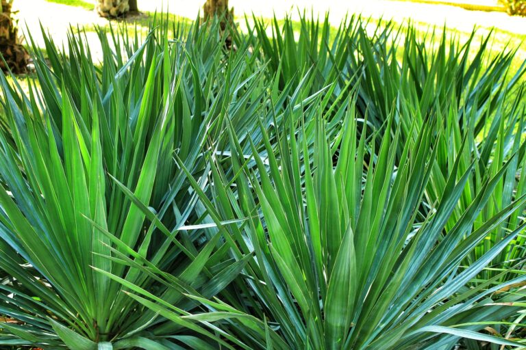 How to Grow Yucca