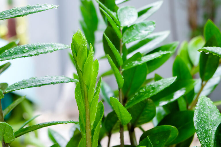 How to Grow ZZ Plant — Zamioculcas