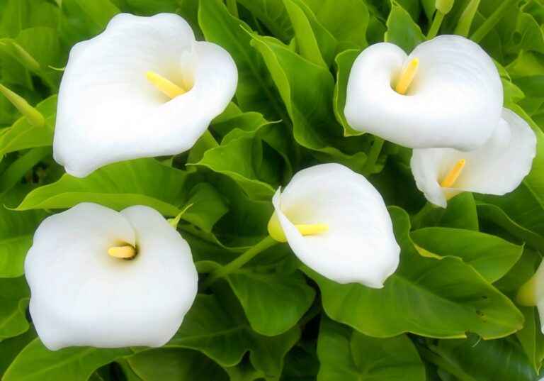 How to Grow Calla Lily — Zantedeschia