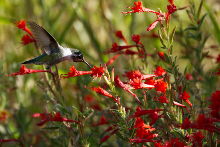 How to Grow California Fuchsia — Zauschneria