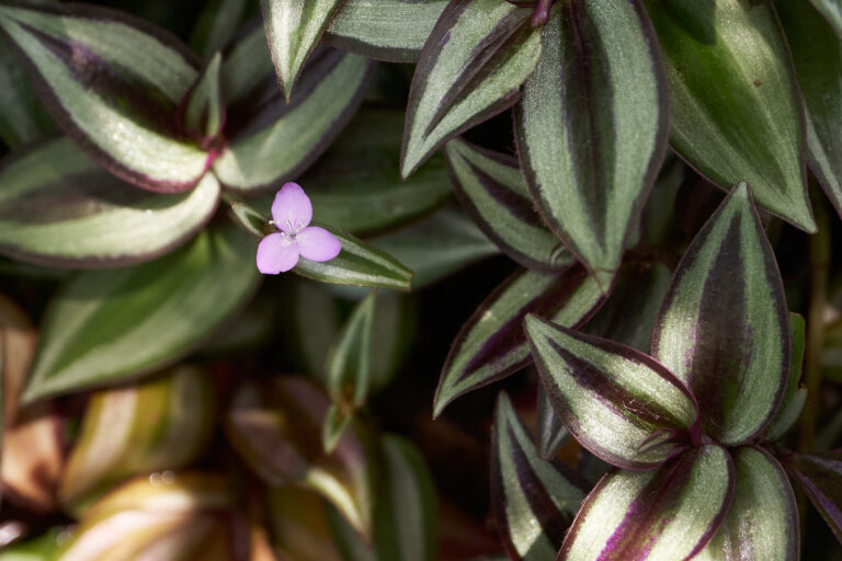How to Grow Purple Wandering Jew — Zebrina
