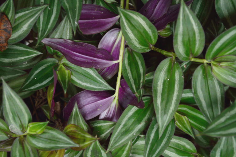 How to Grow Wandering Jew — Tradescantia