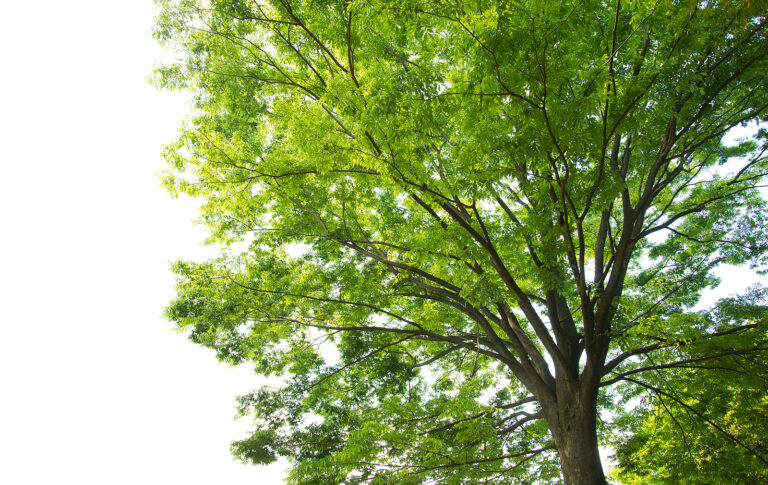 How to Grow Zelkova  