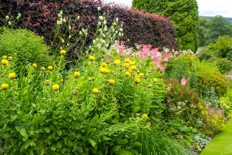 Perennial Flowers and Their Seasons