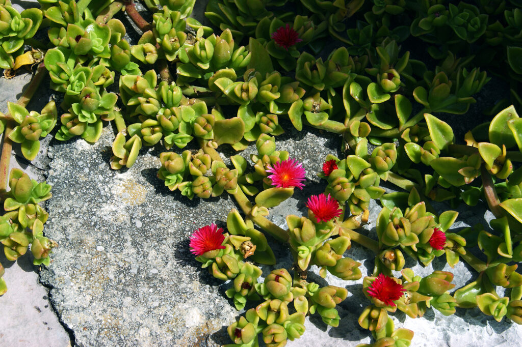 Aptenia cordifolia 